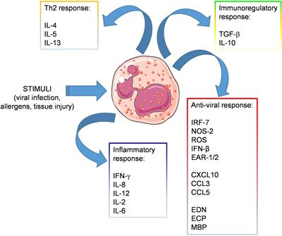 Eosinophils as potential biomarkers in respiratory viral infections